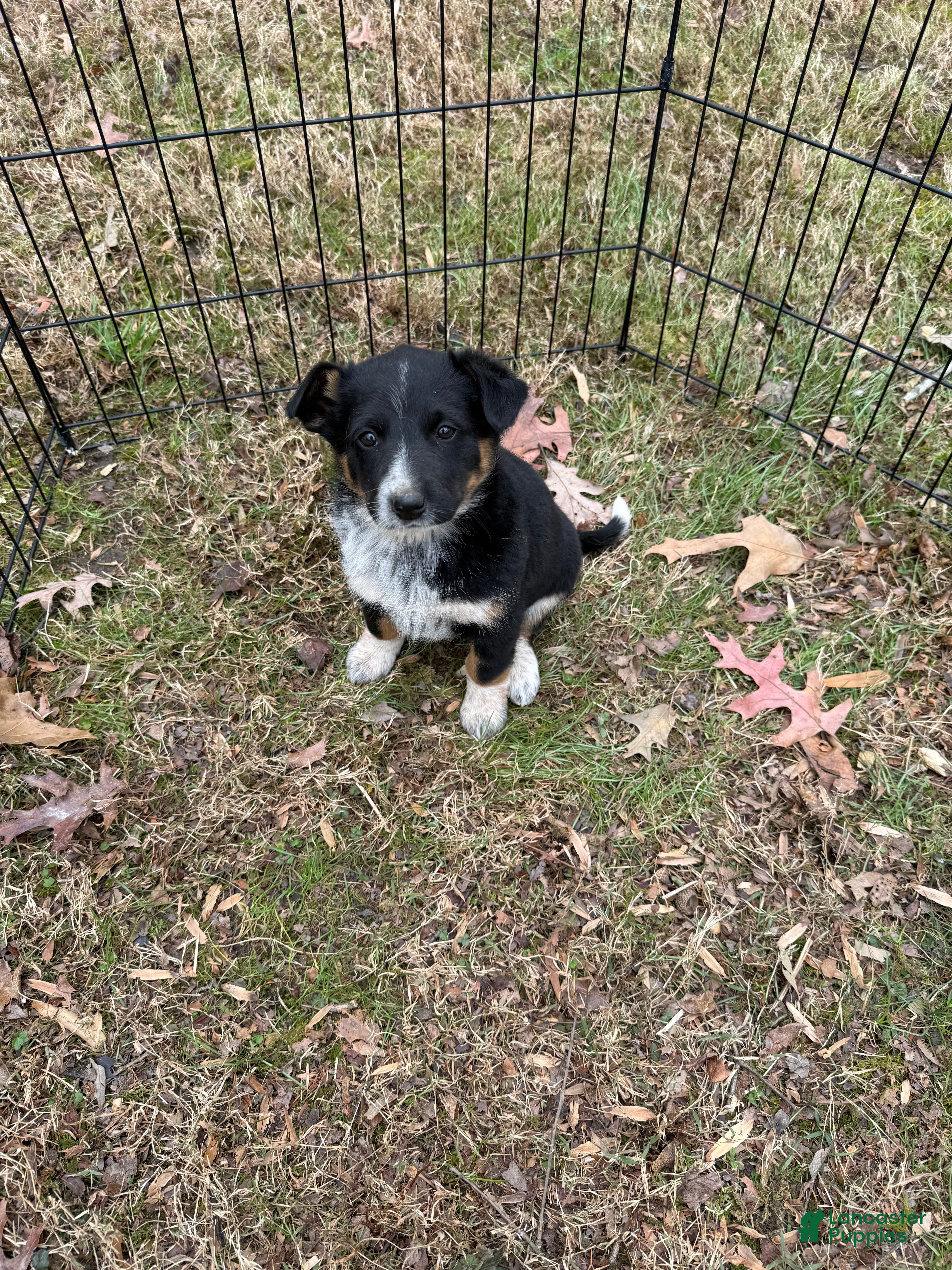 Australian Cattle Dog dogs Australian Cattle Dog Puppy 3 - Ad 4