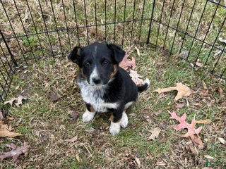 Australian Cattle Dog dogs Australian Cattle Dog Puppy 3 - Ad 10