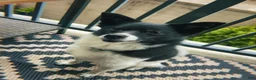 Mixed Breed dogs for sale: Stella - Ad 2