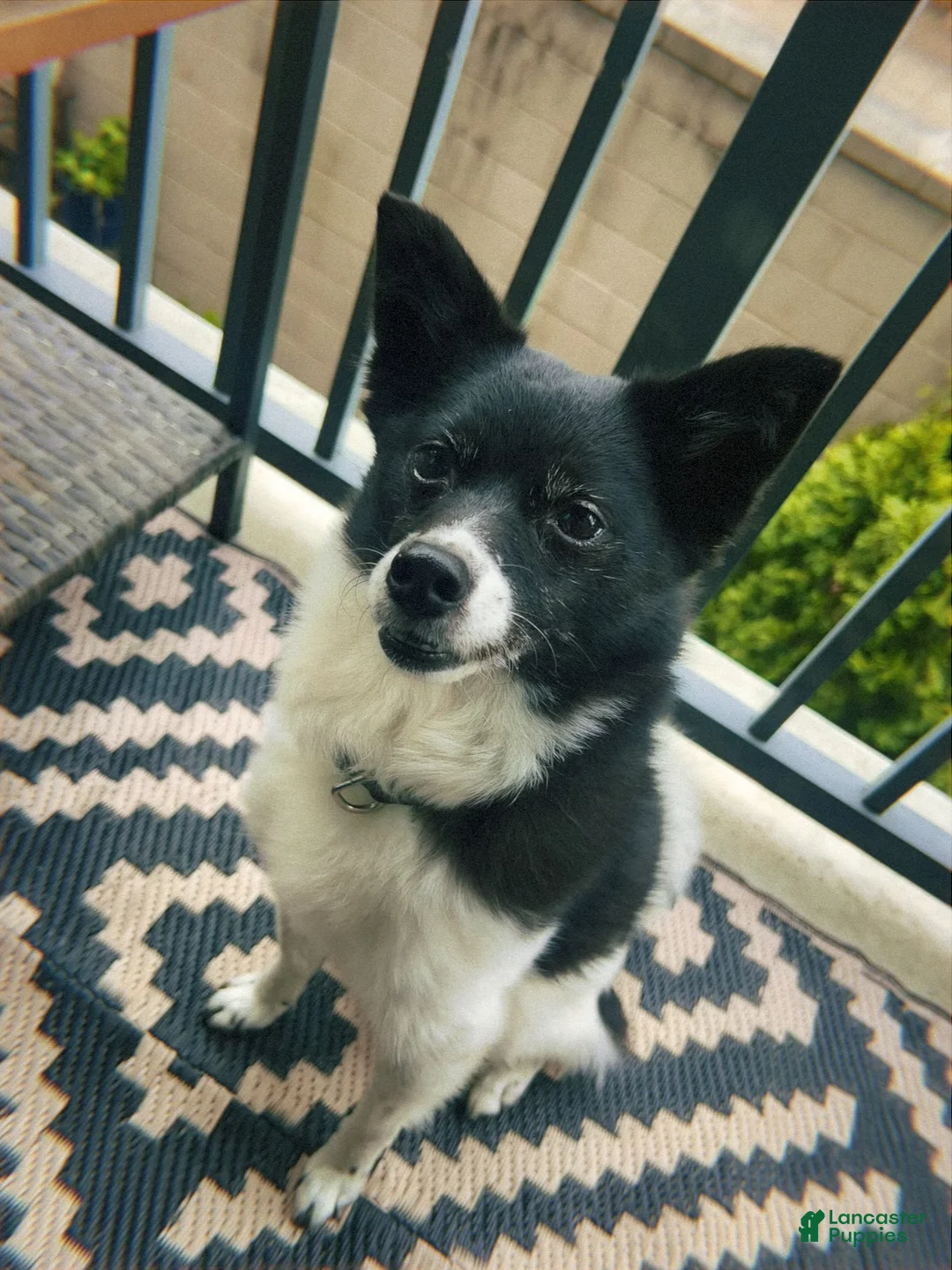 Mixed Breed dogs for sale: Stella - Ad 2
