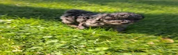 Mixed Breed dogs for sale: Stanley - Ad 1