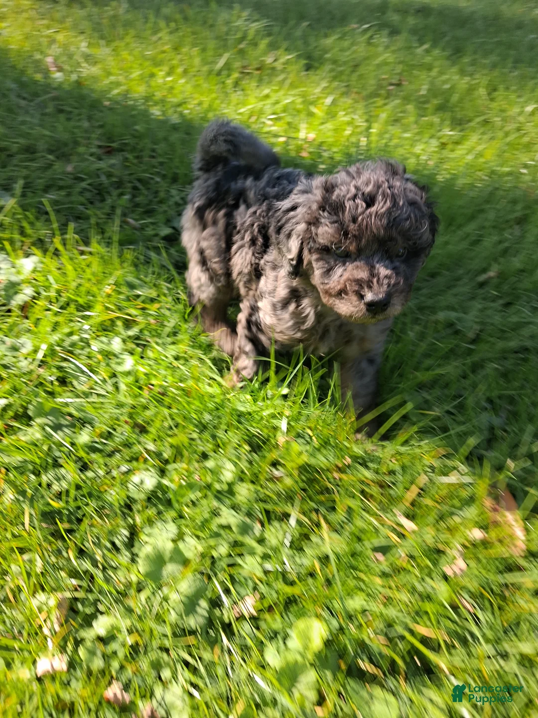 Mixed Breed dogs for sale: Stanley - Ad 1