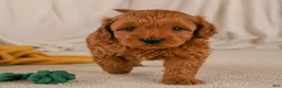 Cavapoo dogs for sale: Jasper - Ad 5
