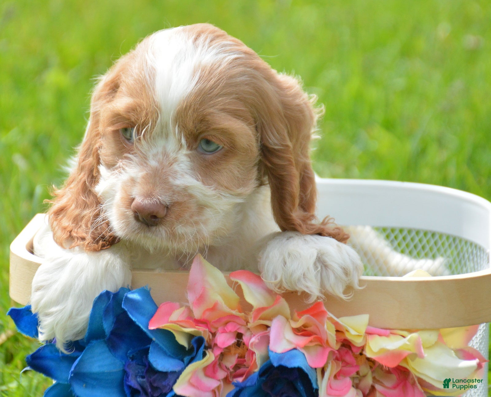 Cockapoo dogs Cockapoo Cari - Ad 36