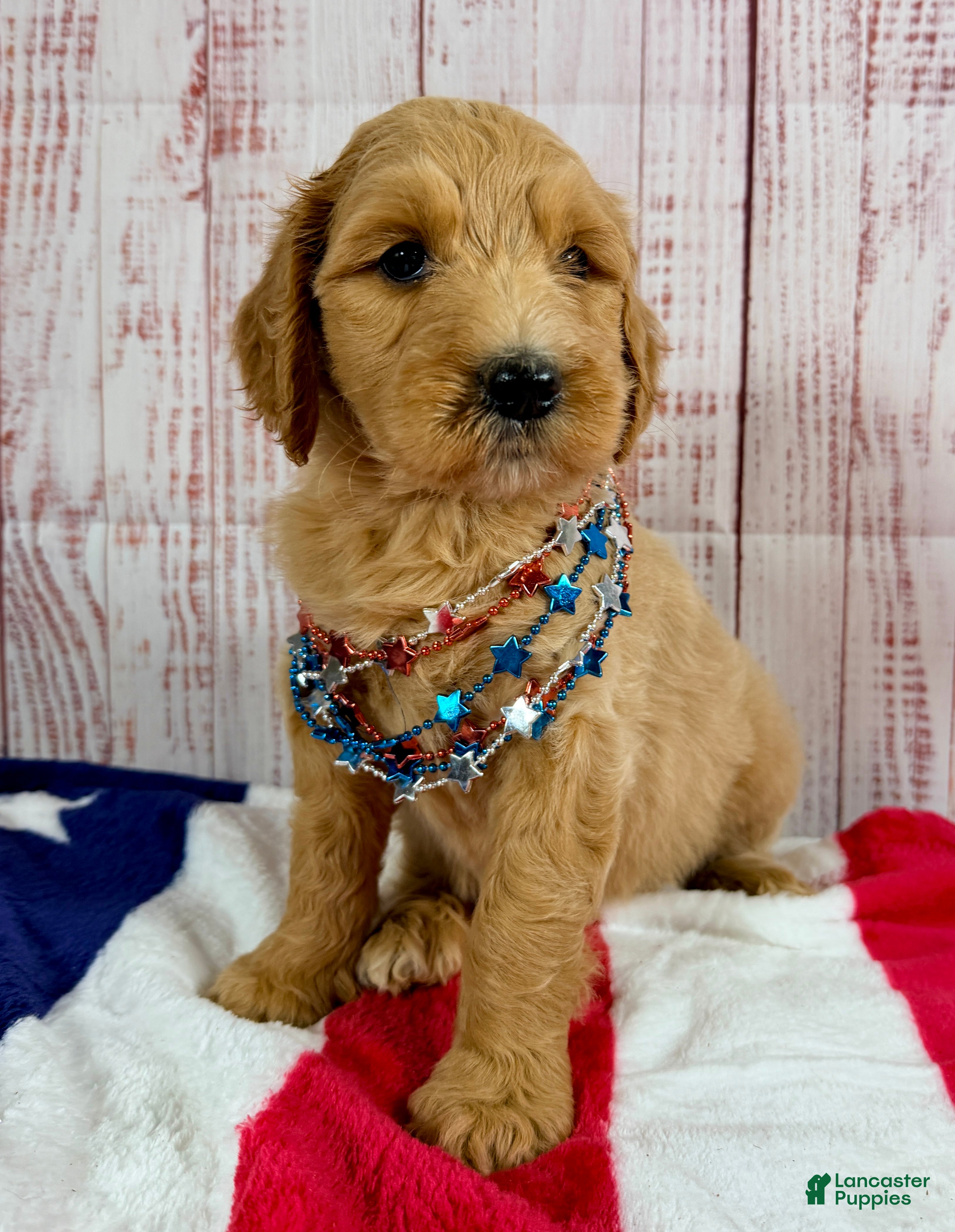 Goldendoodle dogs Ruby  - Ad 1