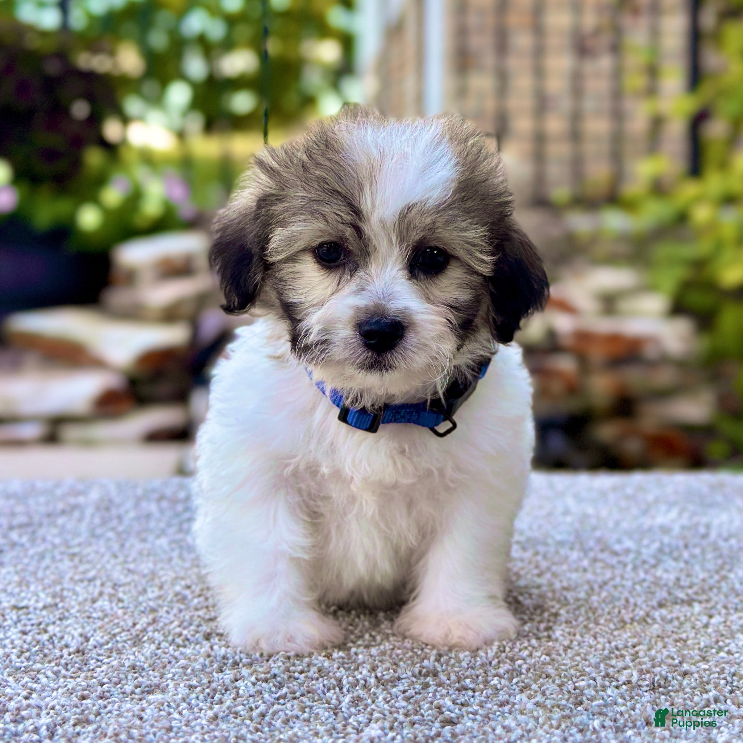 Maltese Shih Tzu Cross French Bulldog Breed Bulldog Cross Shih Tzu