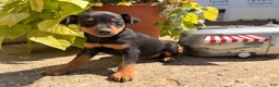 Miniature Pinscher dogs for sale: Jalepeno  - Ad 4