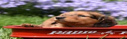 Miniature Dachshund dogs for sale: Copper - Ad 3