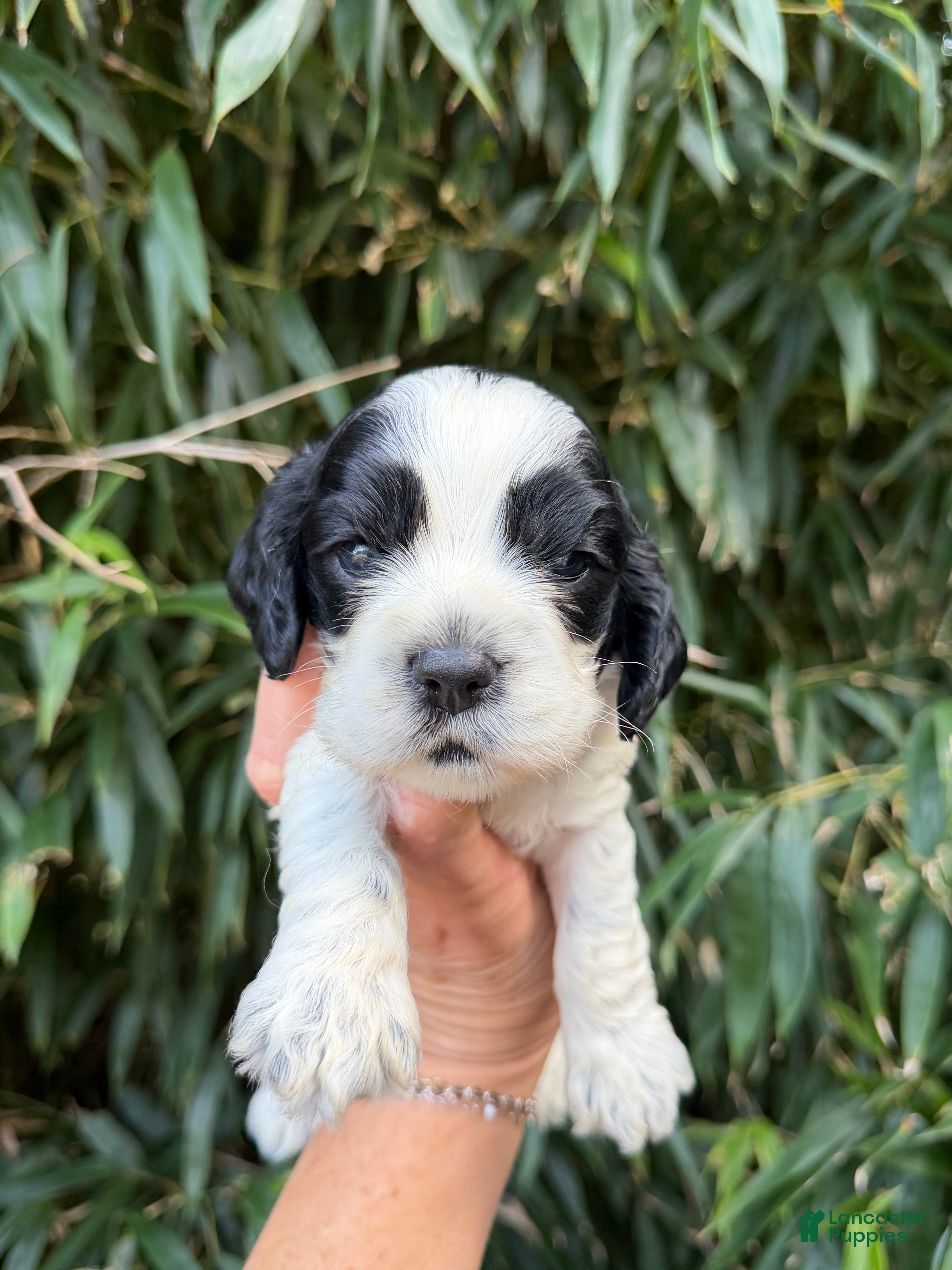 Cocker Spaniel dogs Cocker Spaniel 4 - Ad 36