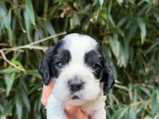 Cocker Spaniel dogs Cocker Spaniel 4 - Ad 42