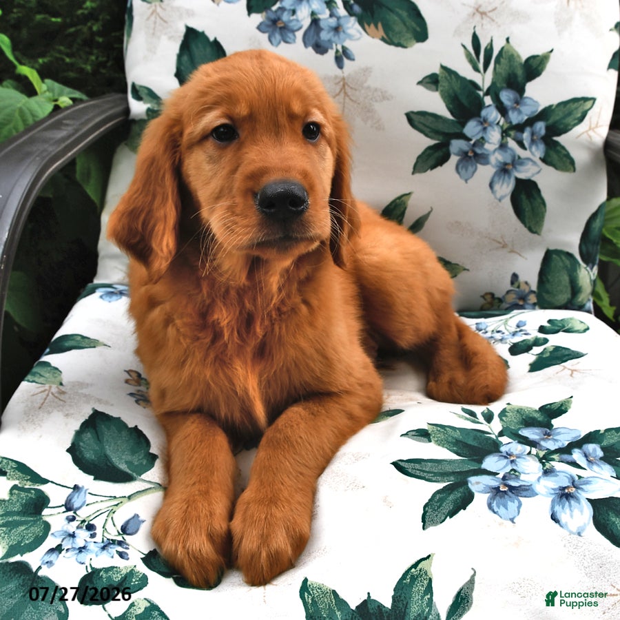 Golden Retriever dogs for sale: Tommy - Ad 2