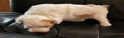 Chinese Crested dogs for sale: Chinese Crested 1 - Ad 1
