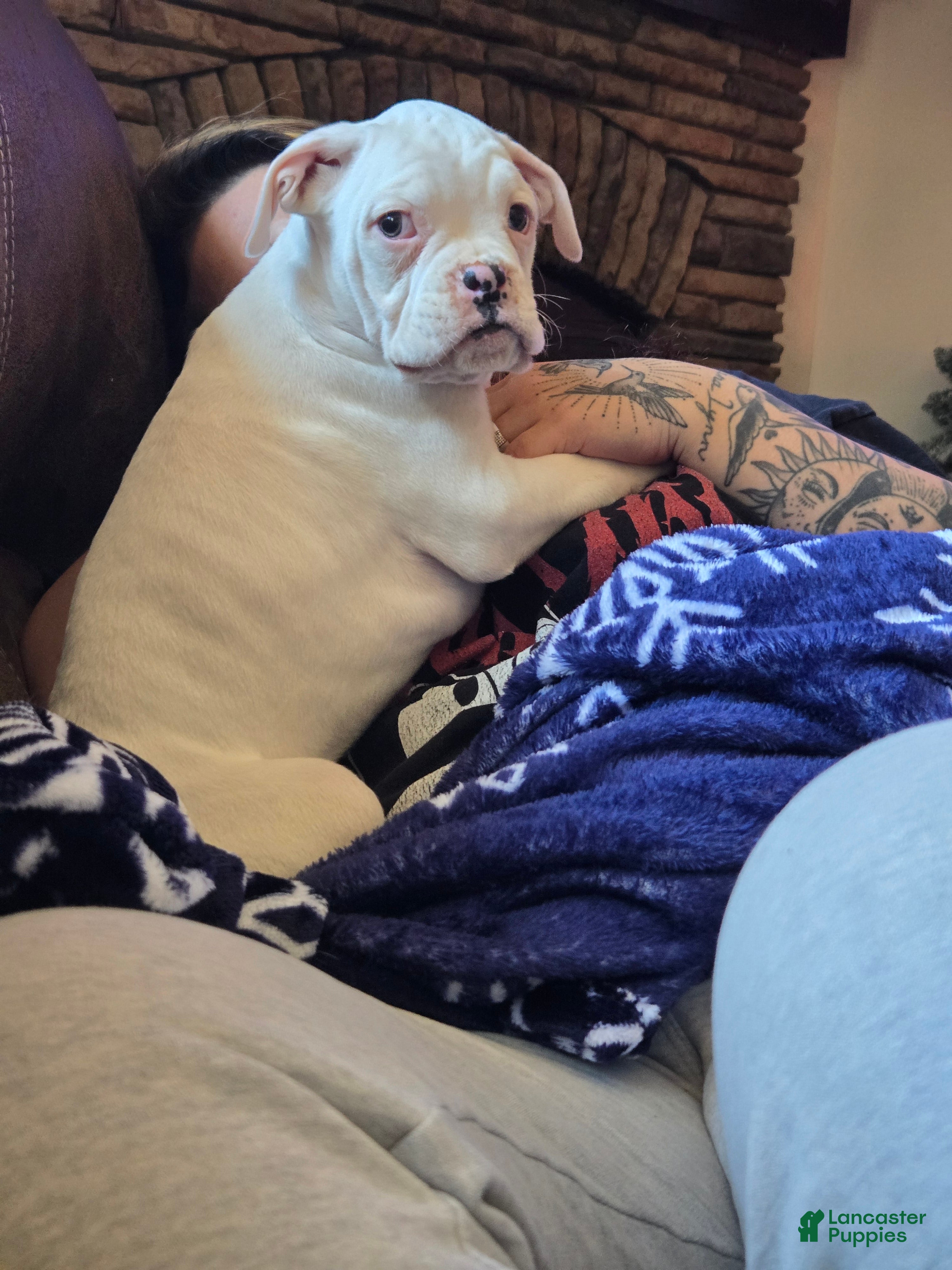 Boxer dogs Pete - Ad 38