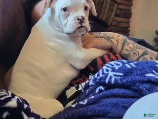 Boxer dogs Pete - Ad 38