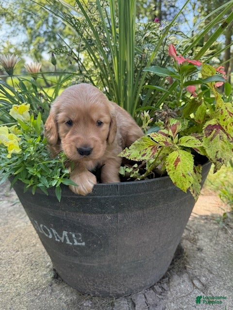 Golden Retriever dogs Tucker - Ad 30