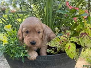 Golden Retriever dogs Tucker - Ad 30