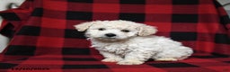 Bichpoo dogs for sale: Snuggles   - Ad 3