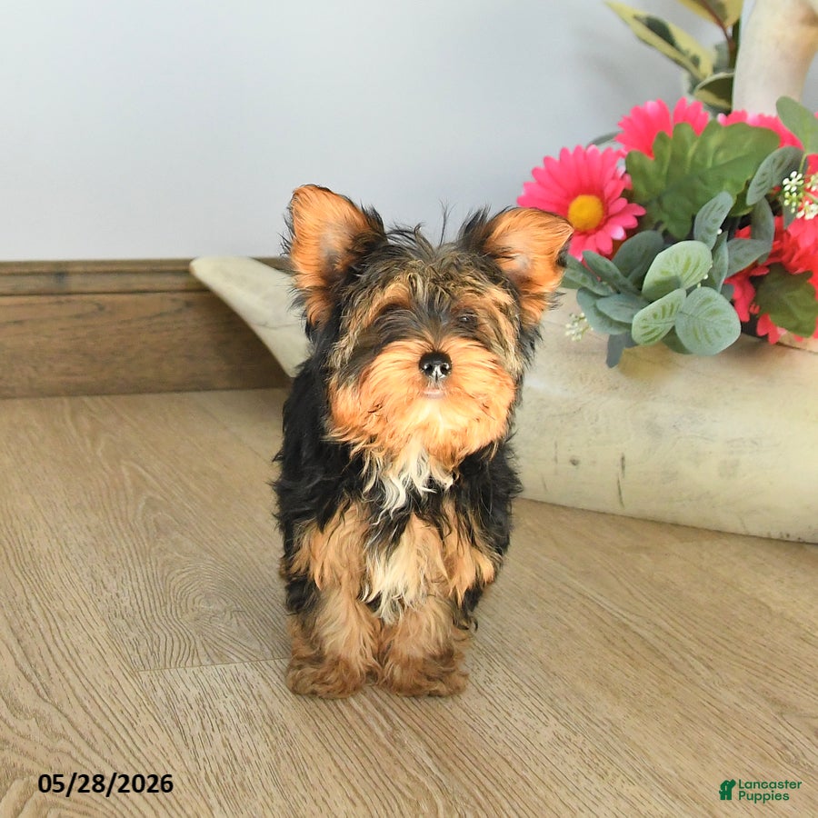 Yorkshire Terrier dogs for sale: Joe - Ad 2
