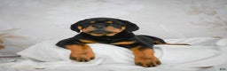 Rottweiler dogs for sale: Tater Tot  - Ad 7