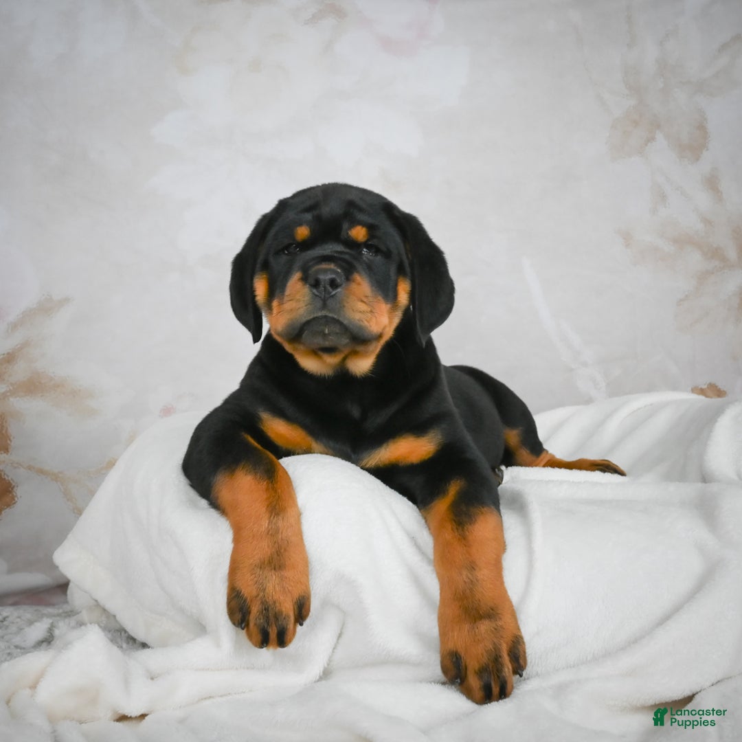 Rottweiler dogs for sale: Tater Tot  - Ad 7