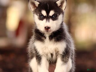 Pomsky dogs Elle - Ad 5