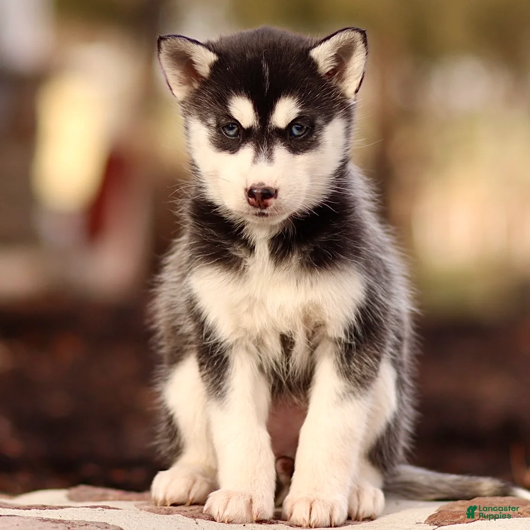 Pomsky dogs for sale: Elle - Ad 1