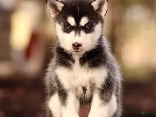 Pomsky dogs Elle - Ad 2