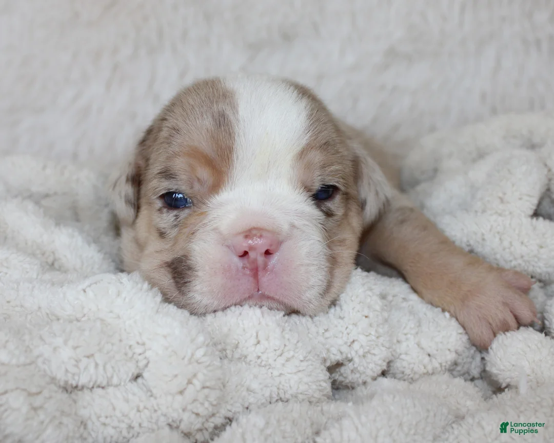 English Bulldog dogs for sale: Kipp - Ad 2