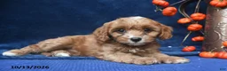Cavapoo dogs for sale: Jayda - Ad 3