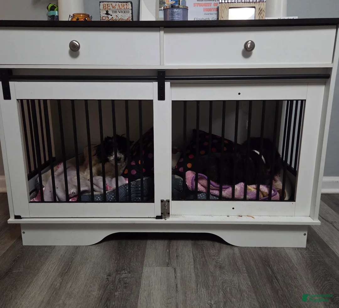 Mixed Breed dogs for sale: Mixed Breed Puppy 2 - Ad 2