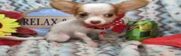 Chihuahua dogs for sale: Crickette  (Long-Haired) (4.5 lbs adult) - Ad 3