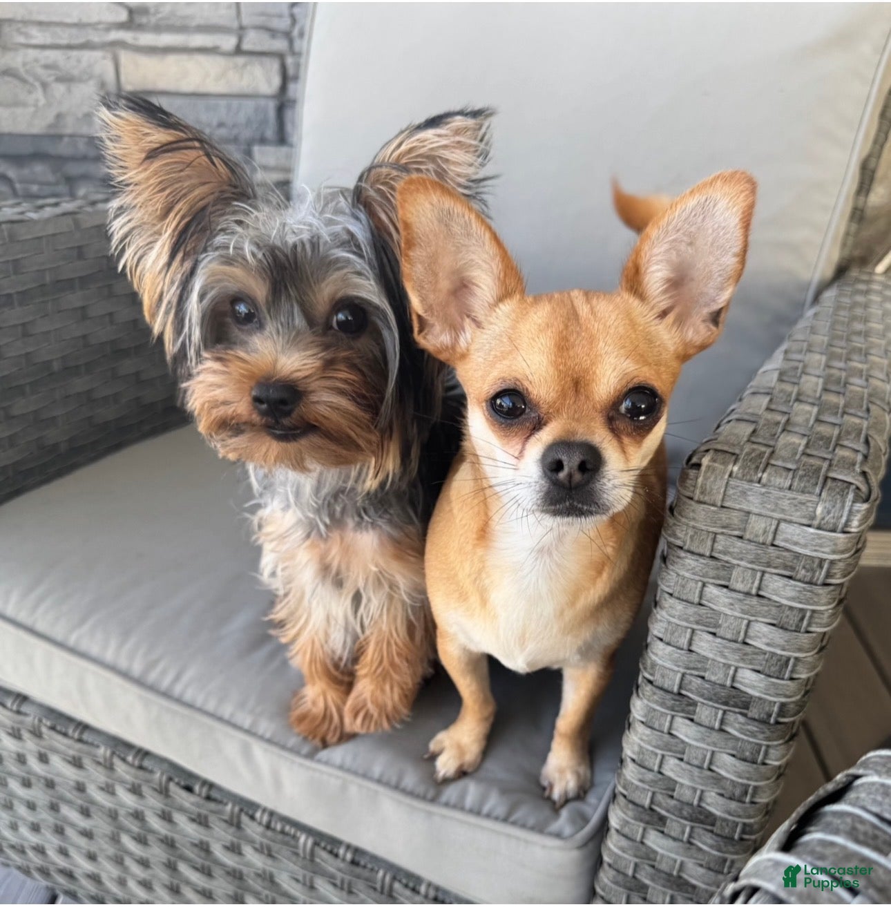Chorkie dogs for sale:  Puppy 3 - Ad 2