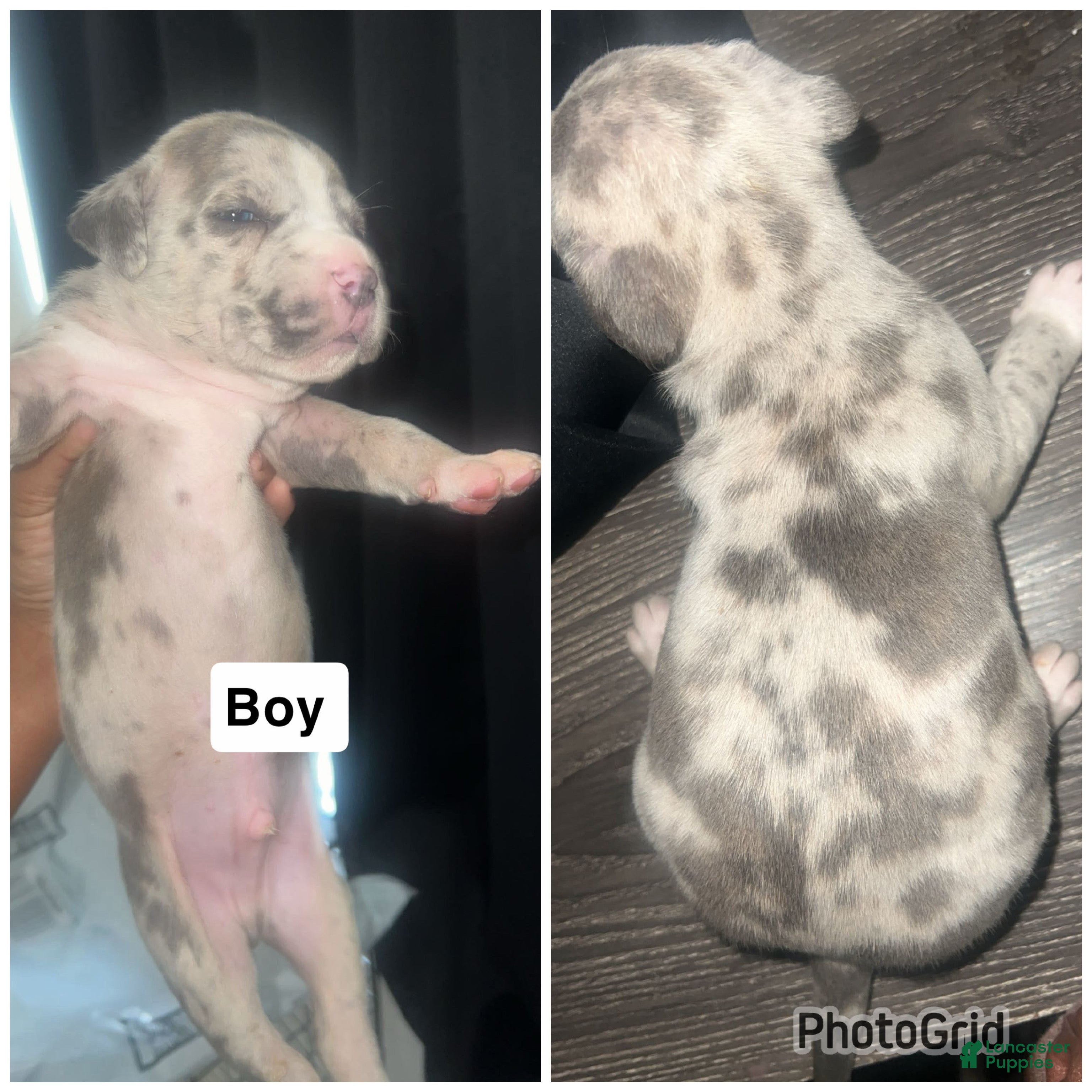 Mixed Breed dogs Mixed Breed Puppy 3 - Ad 31