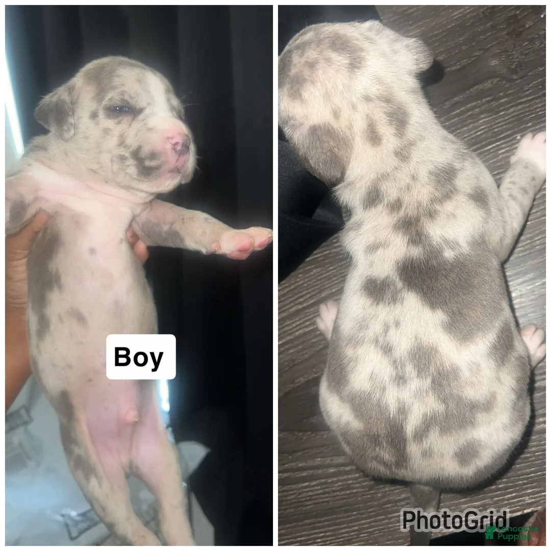 Mixed Breed dogs for sale: Mixed Breed Puppy 3 - Ad 1