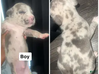 Mixed Breed dogs Mixed Breed Puppy 3 - Ad 31