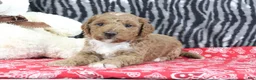 Mini Goldendoodle dogs for sale: Maggie - Ad 5