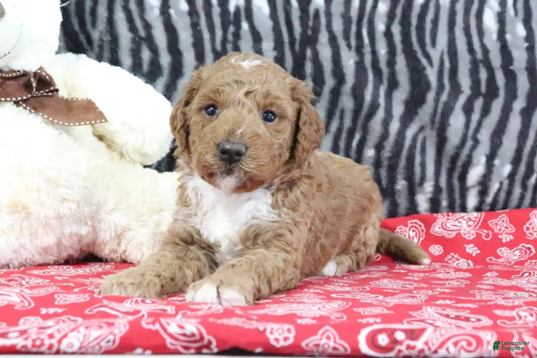 Mini Goldendoodle dogs for sale: Maggie - Ad 5