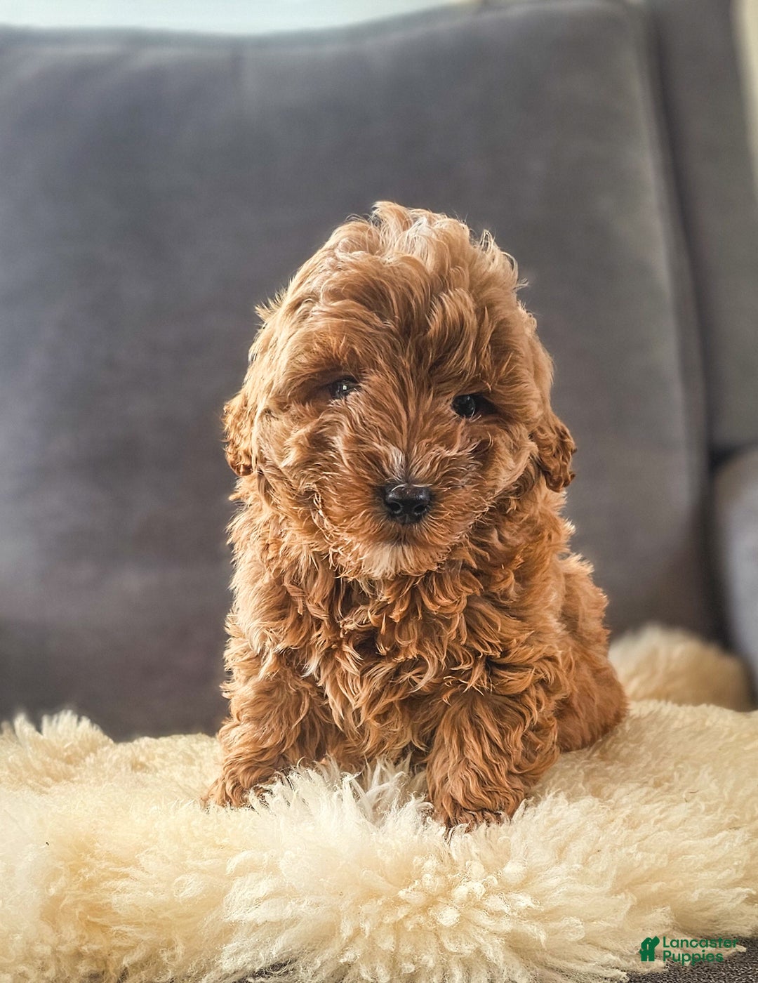 Mini Goldendoodle dogs for sale: Duke - Ad 2