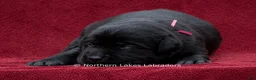 Labrador Retriever dogs for sale: Nico - Ad 2