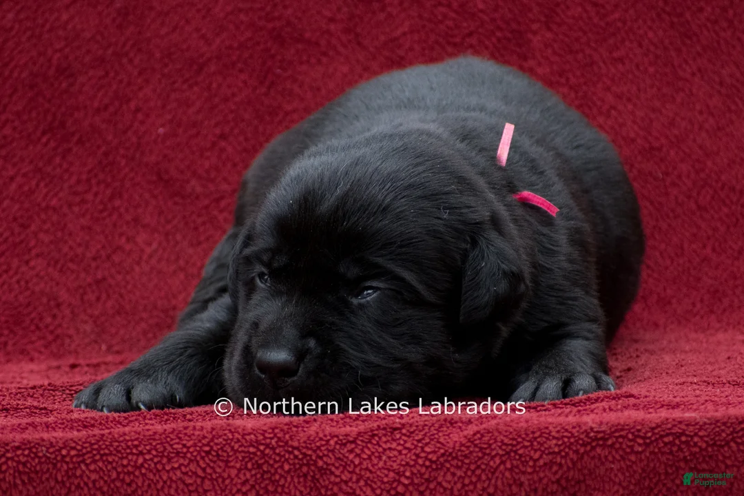 Labrador Retriever dogs for sale: Nico - Ad 2