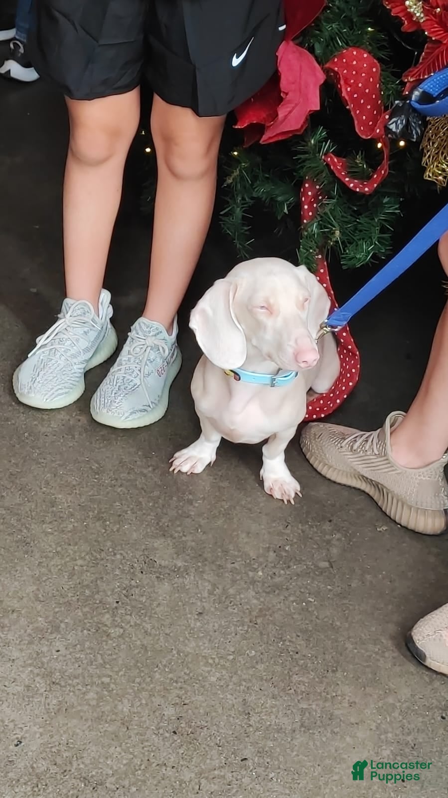 Dachshund dogs for sale: Dachshund Puppy 2 - Ad 2