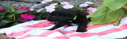 Labrador Retriever dogs for sale: Rusty - Ad 3