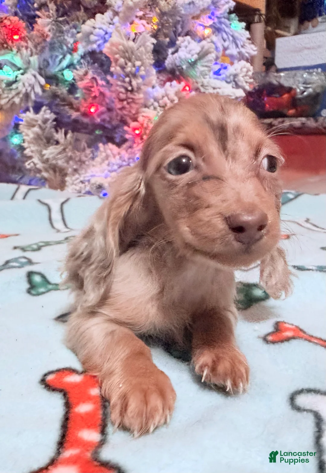 Miniature Dachshund dogs for sale: Bright blue eye - Ad 25