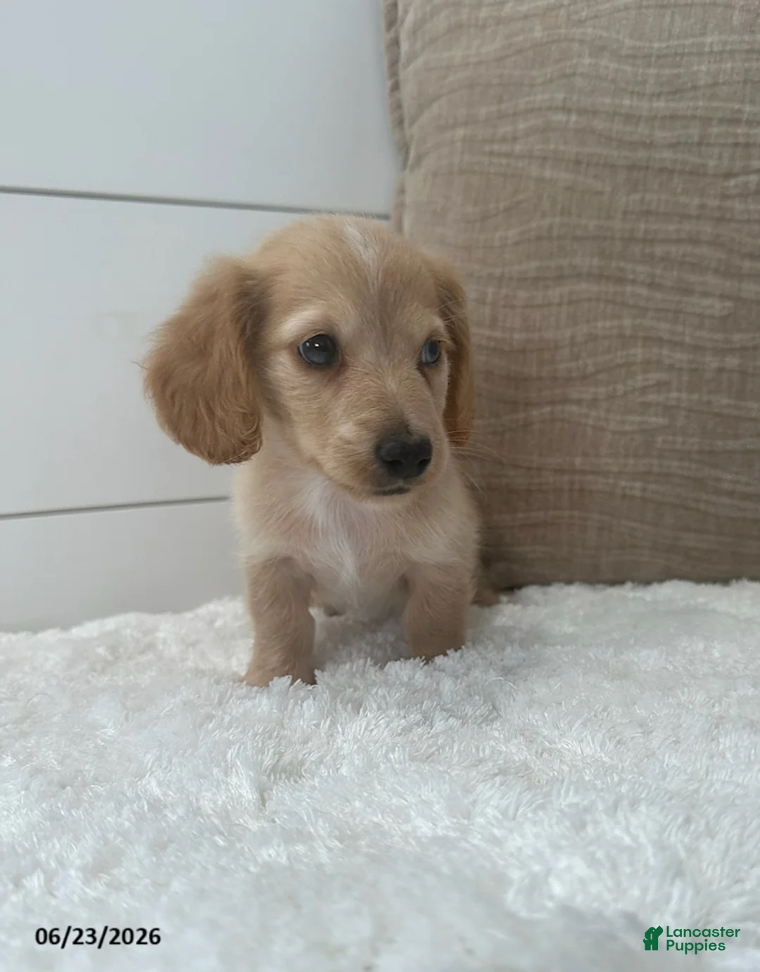 Miniature Dachshund dogs for sale: Otto - Ad 2