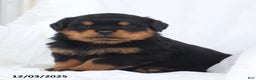 Rottweiler dogs for sale: Kelly - Ad 1