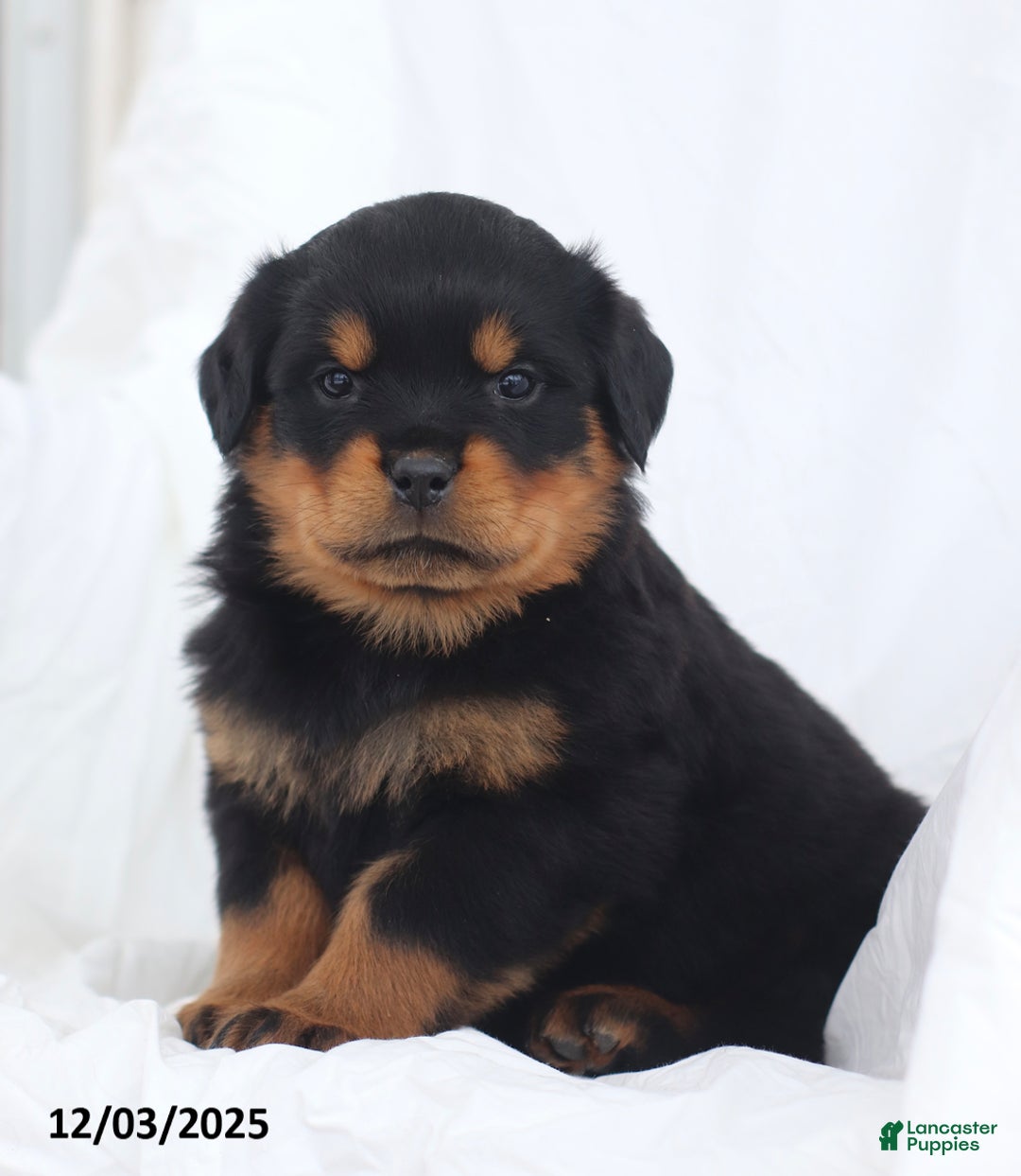 Rottweiler dogs for sale: Kelly - Ad 1