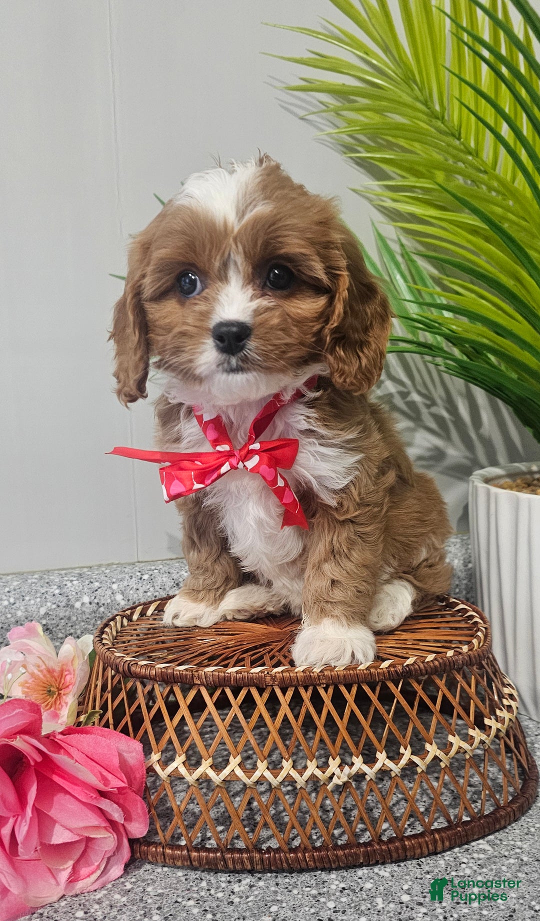 Cavapoo dogs for sale: Lil Shiloh  - Ad 14