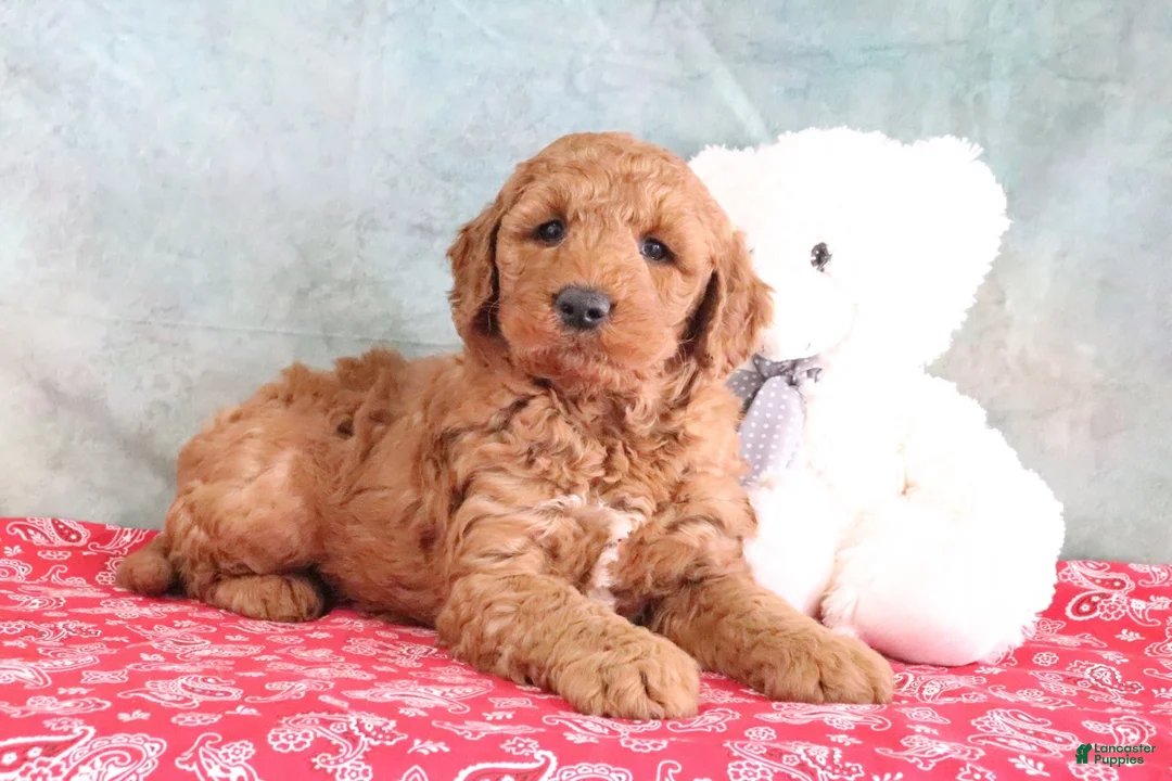 Mini Goldendoodle dogs for sale: Frisky - Ad 2