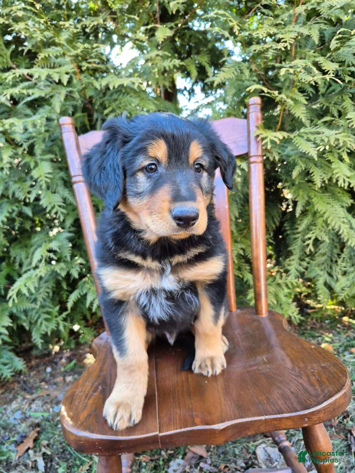 English Shepherd dogs English Shepherd Toby - Ad 5