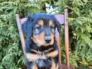 English Shepherd dogs English Shepherd Toby - Ad 5